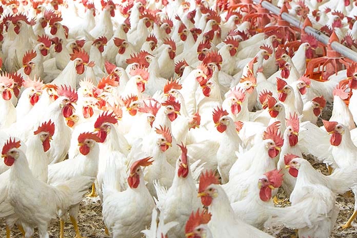 Poultry Farm in Zambia